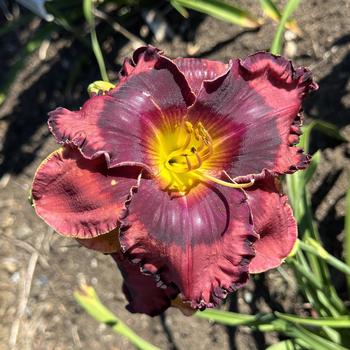 Hemerocallis 'The Band Played On' (269732)