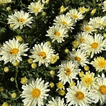 Leucanthemum x superbum 'Seventh Heaven' (269734)