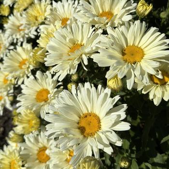 Leucanthemum x superbum 'Seventh Heaven' (269735)