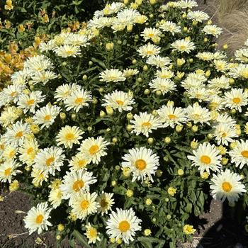 Leucanthemum x superbum 'Seventh Heaven' (269736)