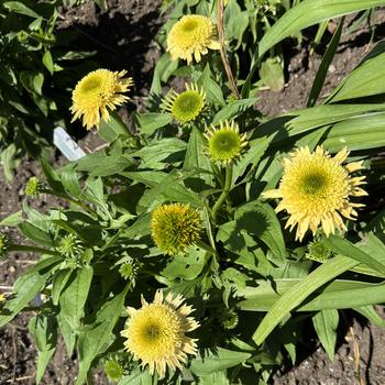 Echinacea Double Coded™ 'Butter Pecan' (269737)