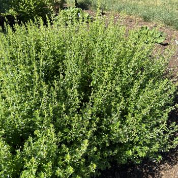 Calamintha nepeta ssp nepeta '' (269738)