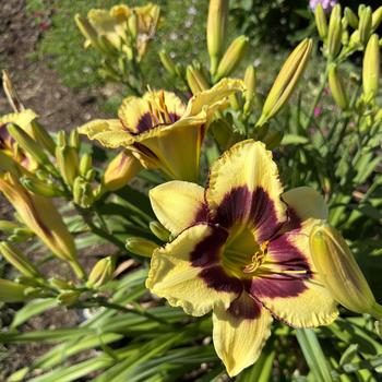 Hemerocallis Rainbow Rhythm® 'Star of the North' (269739)