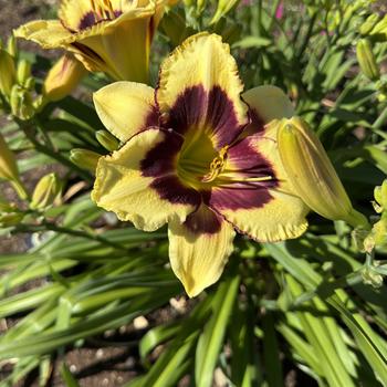 Hemerocallis 'Star of the North' 