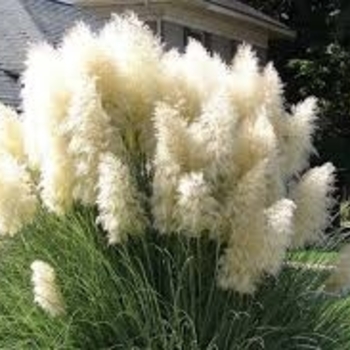 Cortaderia selloana