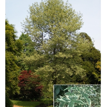 Liquidambar styraciflua 'Silver King' 