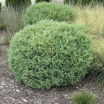 Thuja occidentalis 'Linesville' 