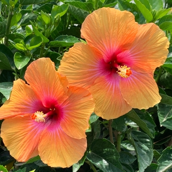 Hibiscus rosa-sinensis 'Gossip Queen™' 