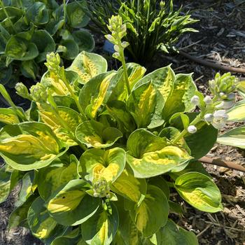 Hosta 'Pocketful of Sunshine' 