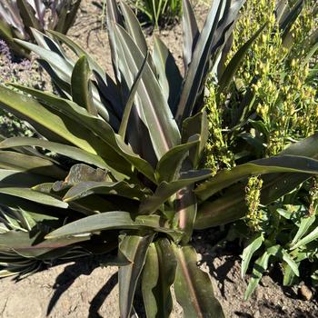 Eucomis Crowning Glory™ 'Princess Bride' (269787)