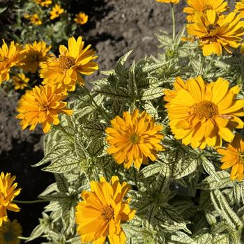 Heliopsis helianthoides 'Bit of Honey' (269788)