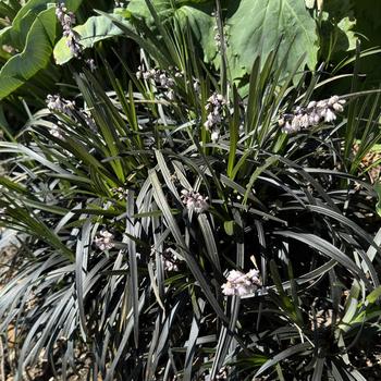 Ophiopogon planiscapus 'Niger' 