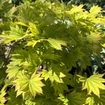 Acer shirasawanum 'Aureum'