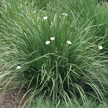 Dietes bicolor 'African Gold' 