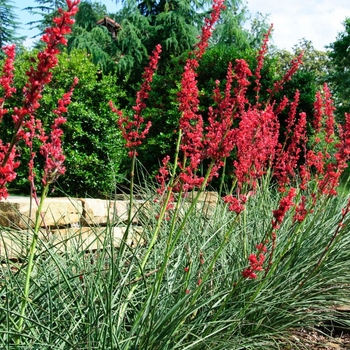 Hesperaloe parviflora 'Perpa' PP21729