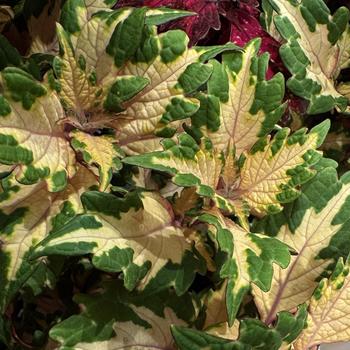 Coleus 'Miami Magic' 