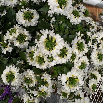 Scaevola aemula 'Scala Cappello White' 