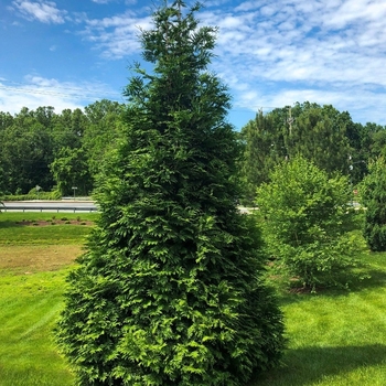 Thuja occidentalis 'Dark Green' 