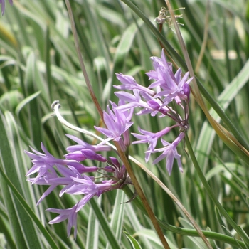 Tulbaghia violacea 'Tri-Color' 