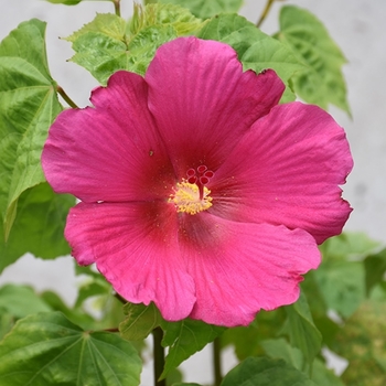 Hibiscus mutabilis