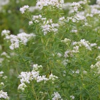 Pycnanthemum virginianum