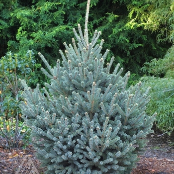 Picea glauca 'Yukon Blue' 