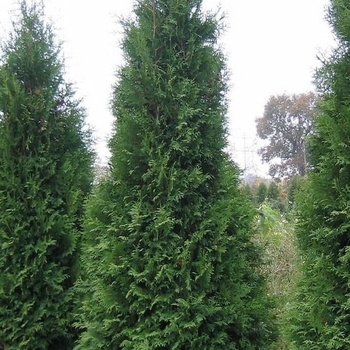 Thuja occidentalis 'King of Brabant' 