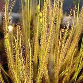 Drosera filiformis