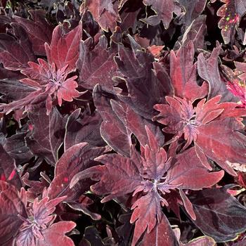 Coleus Down Town® 'Dallas' (269907)