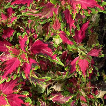 Coleus Down Town® 'Vegas Neon'