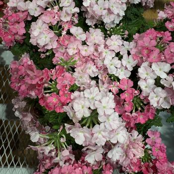 Verbena 'Sun Kiss Pink' 