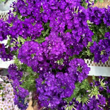 Verbena 'Sun Kiss Blue' 