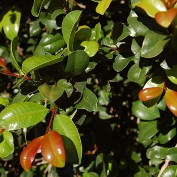 Eugenia myrtifloia 'Monterey Bay' 