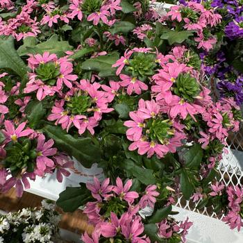 Scaevola aemula 'Scala Pink Bird' 