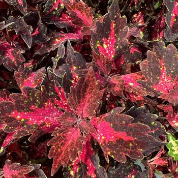 Coleus Down Town® 'Santa Monica'