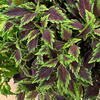 Coleus Down Town® 'Nashville'