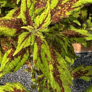 Coleus 'Greenville' 