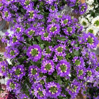 Scaevola aemula 'Scala Cappello Purple' 