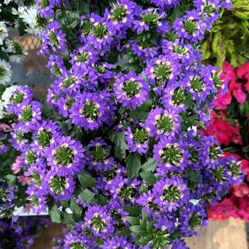 Scaevola aemula 'Scala Cappello Blue' 