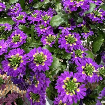 Scaevola aemula 'Scala Purple Bird' 