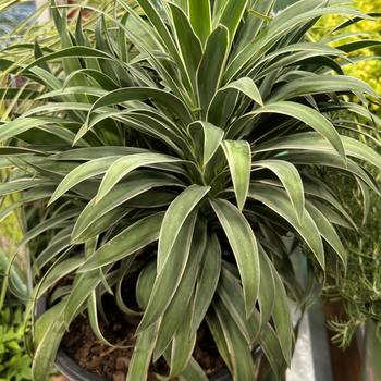 Yucca aloifolia 'Nice & Easy™' PPAF