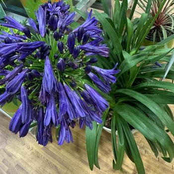 Agapanthus 'Blackjack™'