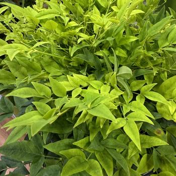 Nandina domestica 'Lemon Lime' 