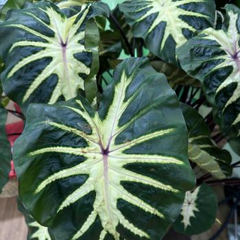 Colocasia esculenta Royal Hawaiian® 'Waikiki' (269950)