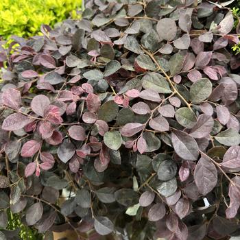 Loropetalum chinense 'Peack' 