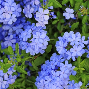 Plumbago auriculata 'Dark Blue' 