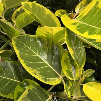 Ficus altissima 'Variegata' 