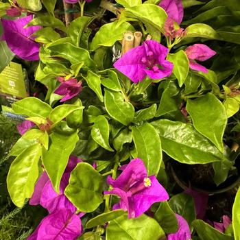 Bougainvillea 'Purple Queen®' Moneth