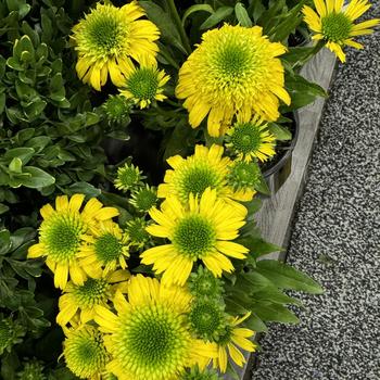 Echinacea 'Lemon' PPAF