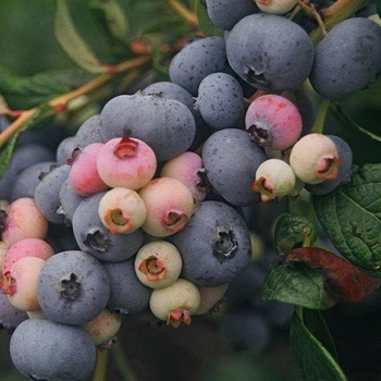 Vaccinium 'Northblue' 